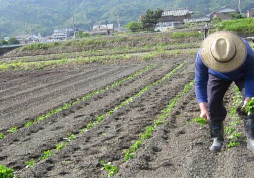 藍苗の定植