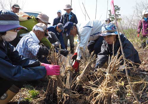 ウルシ苗植栽準備