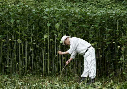 からむし刈取