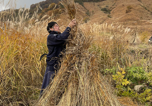 乾燥 刈った茅束を茅場に立てて乾燥させる