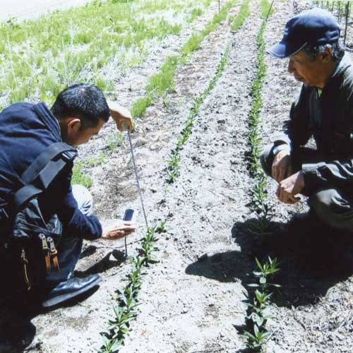 播種後、生え揃った紫草を観察する様子